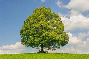 Fototapeta na wymiar single big linden tree in field with perfect treetop