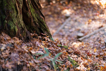 秋の落ち葉と味のある木