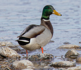duck on the water