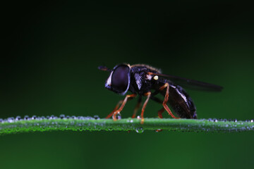 Flies on plants in the nature, North China Plain