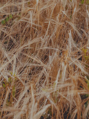 rye field