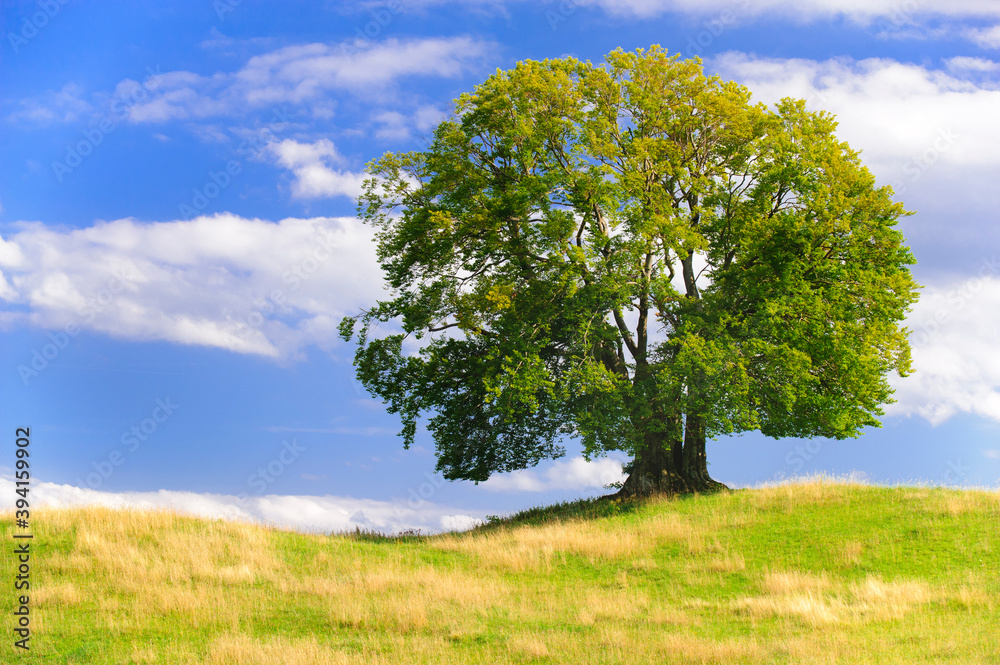 Poster single big old deciduous tree in meadow at springtime