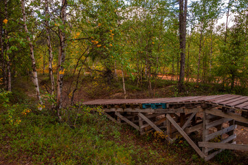 Green  forest with pines and trees and larch. Path through wood. Autumn on the north with blue sky above