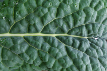Tuscan palm kale full frame, cavolo nero, dark green leaves texture close up, growing in the fall garden close up, fresh healthy food, diet and self sufficency gardening concept	