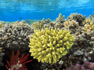 Naklejka na ściany i meble Underwater coral reef background and sea urchin