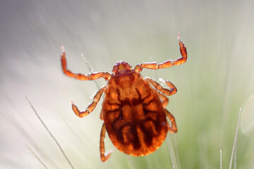 Ticks live on wild plants in the North China Plain