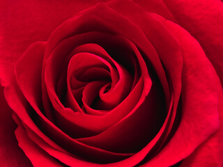 Close-up of red rose flower. Top view petals in rosette, selective focus. Decorative flower pattern