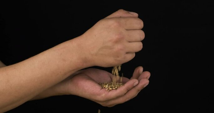 Wheat grain is poured from the farmer's palm into the farmer's palm. Seeds dropping from farmer's hands.