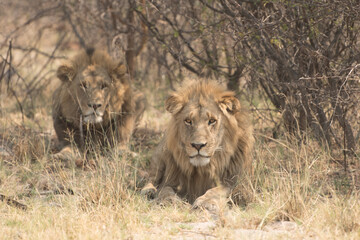 male lions, lion brothers