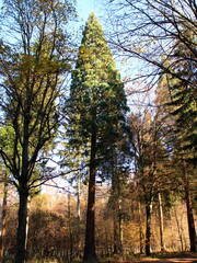 Wellingtonie im Heckengäu bei Weissach