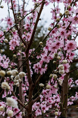 Beautiful early spring flowers