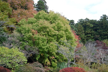 清水公園の紅葉と木、落ち葉