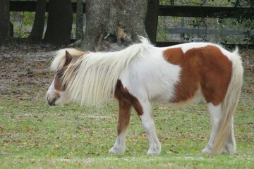 Beautiful shetland pony horse on Florida farm, closeup