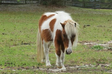 Shetland pony horse in the field on Florida farm, closeup