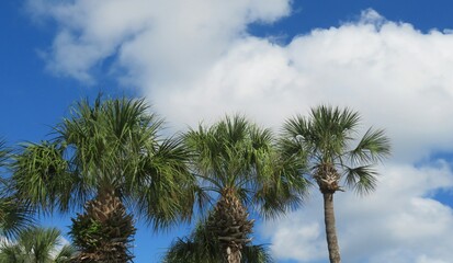 Panoramic view of palm trees against blue sky