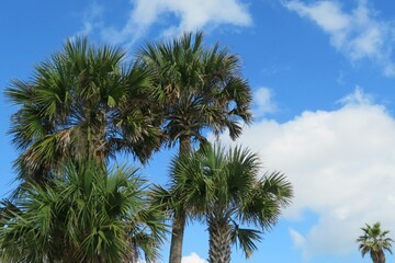 Obraz na płótnie Canvas Palm trees against blue sky with clouds
