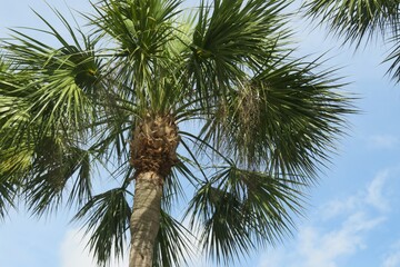Palm tree top on blue sky background in Florida nature