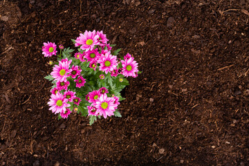 Woman planting young seedlings of lettuce salad in the vegetable garden