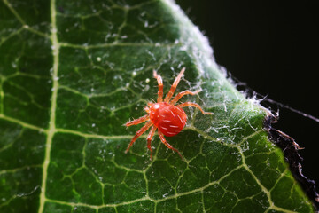 The red mite is found on wild plants in North China
