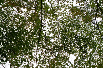 清水公園の紅葉と木、落ち葉