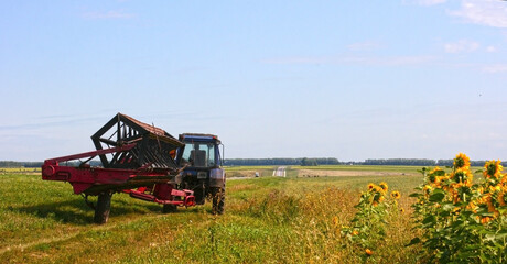 Combine is working on the field with sunflowers. Sunflower field landscape with blue sky. Beautiful scene of agriculture farming. Copy space