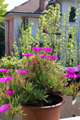 Drosanthemum hispidum e barba digiove fiorito in vaso