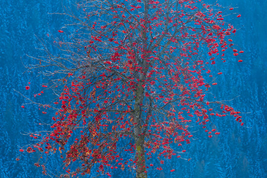 Rowan - Serbal de Cazadores, Dolomites, Italy, Europe