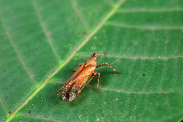Wax cicada nymphs live on wild plants in North China
