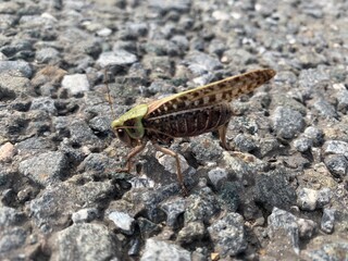Big locust sitting on a road