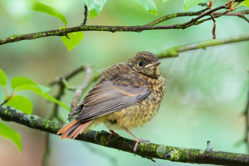 Juvenile Common redstart (Phoenicurus phoenicurus) portrait