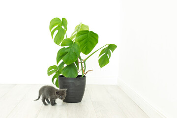 gray kitten and home plant monstera. Potted flower in an interior
