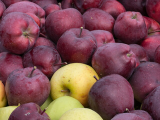 Freshly picked red and white apples are mixed together in close up