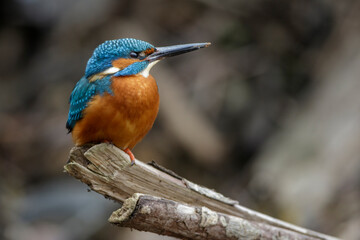 Eisvogel (Alcedo atthis) Männchen