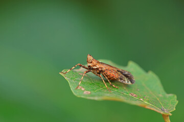 Wax cicada nymphs live on wild plants in North China