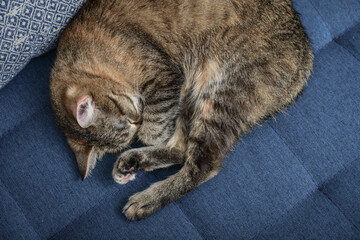 Beautiful domestic cat sleeping