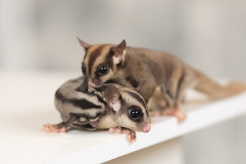family of flying squirrels sugar possums with a baby on the body of the father next to the mother runs