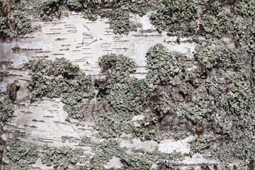 Fragment the bark of the old birch