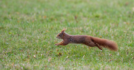 Eichhörnchen (Sciurus vulgaris)