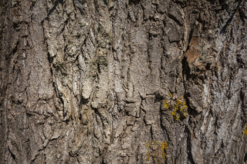 a fragment of the bark of an old tree