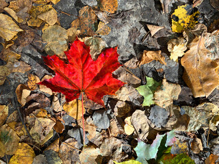 Red marple leaves