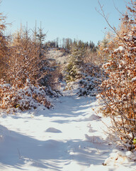 forest in winter