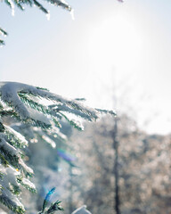 snow covered pine trees