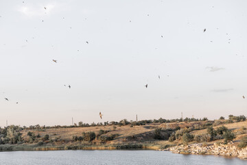 Beautiful landscape river and flock of flying birds in sky.