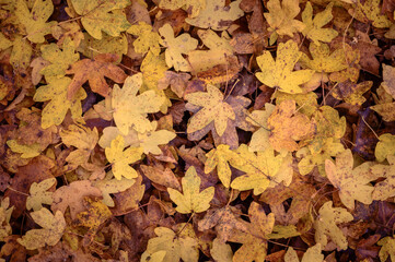 Fallen Maple Background