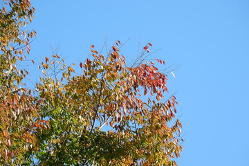 川のある公園の紅葉