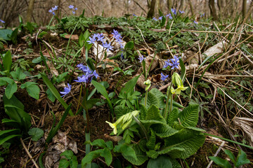 Zweiblättriger Blaustern (Scilla bifolia) und Schlüsselblume