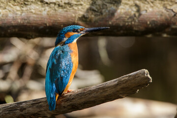 Eisvogel (Alcedo atthis) Männchen