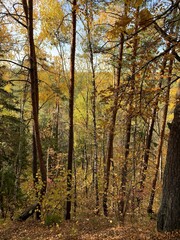 Forest in autumn