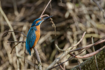 Eisvogel (Alcedo atthis) Männchen