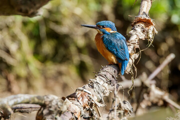 Eisvogel (Alcedo atthis) Männchen